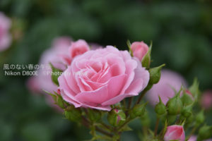 ［6］綺麗な者には刺がある