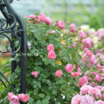 ［6］近所の公園