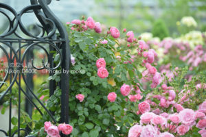 ［6］近所の公園