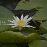 ［6］睡蓮の綺麗な季節