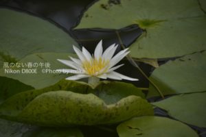 ［6］睡蓮の綺麗な季節