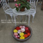 ［6］カラフルな花