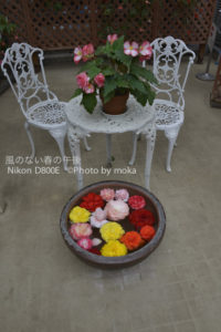 ［6］カラフルな花