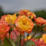 ［6］バラのいい香り