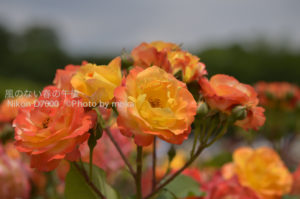 ［6］バラのいい香り