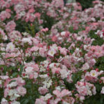 ［6］バラフェスタ