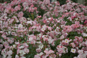 ［6］バラフェスタ