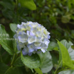 ［6］咲き始めた紫陽花