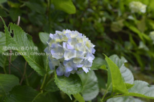 ［6］咲き始めた紫陽花