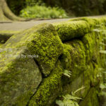 ［6］鎌倉 妙本寺