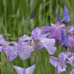 ［6］堀切菖蒲園の菖蒲