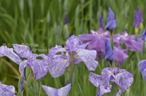 ［6］堀切菖蒲園の菖蒲