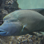 ［6］水族館の魚たち