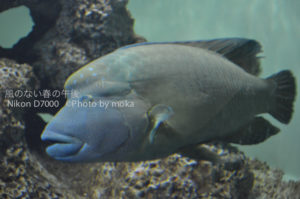 ［6］水族館の魚たち
