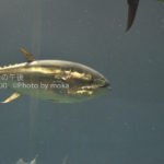 ［6］水族館の名物