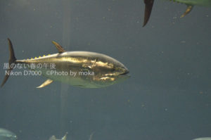 ［6］水族館の名物