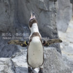 ［6］ペンギンの雄叫び