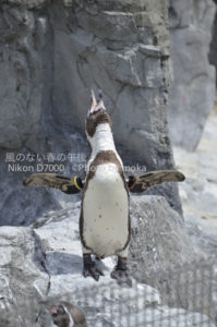 ［6］ペンギンの雄叫び