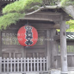 ［6］長谷寺の紫陽花