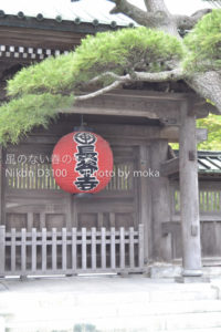 ［6］長谷寺の紫陽花