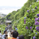 ［6］湘南の海岸も一望！！見頃を迎えた成就院の紫陽花