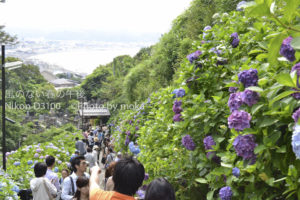 ［6］湘南の海岸も一望！！見頃を迎えた成就院の紫陽花