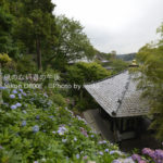 ［6］２０１２年の紫陽花 　～長谷寺に咲く紫陽花の花～