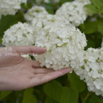 ［6］優しくそっと。きれいに咲いた紫陽花に手を添えて・・