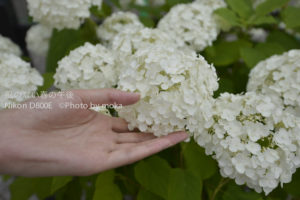 ［6］優しくそっと。きれいに咲いた紫陽花に手を添えて・・
