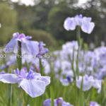 ［6］14万株の花菖蒲