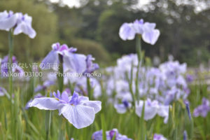 ［6］14万株の花菖蒲