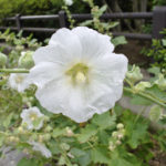 ［6］Nikon1 V1の実力