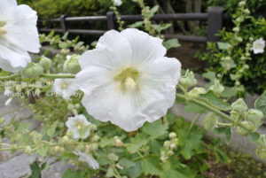 ［6］Nikon1 V1の実力