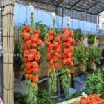 ［6］浅草、ほおずき市