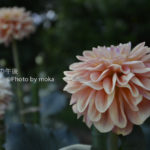 ［6］大輪の花、ダリア