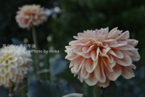 ［6］大輪の花、ダリア