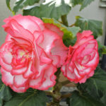 ［6］ベゴニアの花