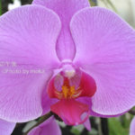 ［6］チョウチョ！？