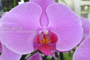 ［6］チョウチョ！？