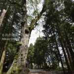 ［6］諏訪大社境内には、