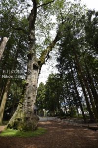 ［6］諏訪大社境内には、