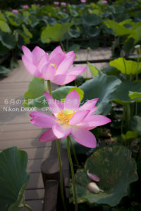 ［6］古代蓮の里