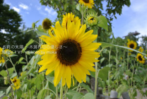 ［6］太陽の花