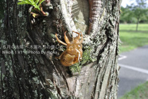 ［6］真夏の昼下がり