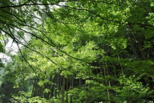 ［6］東京の自然