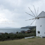 ［6］オリーブ農園