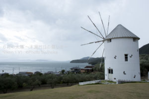 ［6］オリーブ農園