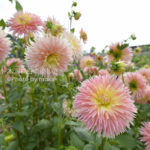 ［6］一面のダリア