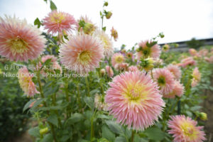 ［6］一面のダリア