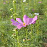 ［6］秋を彩る花々